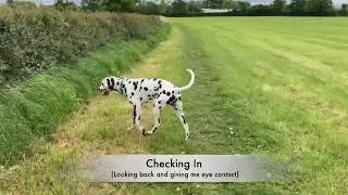 Deaf Dog Recall Training!
