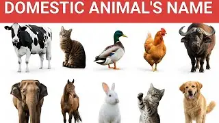 पालतू जानवरों के नाम हिंदी में | Domestic Animals Names in Hindi &  English for Kids