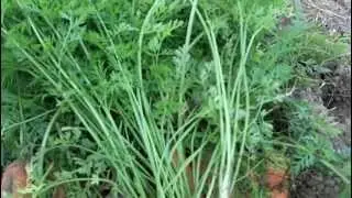 Growing Organic Carrots:  What to do with 