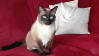 Cherry ist so goldig l Siamese Katze l Youtupaws Videos
