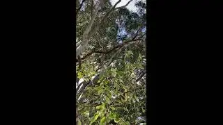 Bite-sized nature, Australian bird calls SOUND ON! currawong, magpie, grey myna #shorts