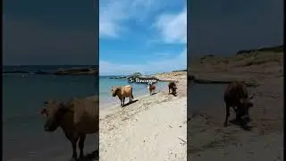CORSE : 10 plages &agrave; ne pas manquer en Haute-Corse.