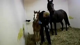 Veterinärerna: Dramatik i veckans veterinärerna