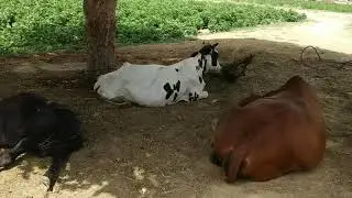 A visit to agriculture farm 190/M