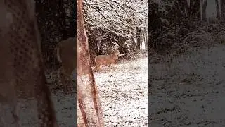 first hunt with 10mm pistol