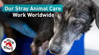 Working for Strays Worldwide! 🐾