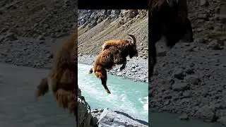 A Goat Jumping In River 😭#viralshorts