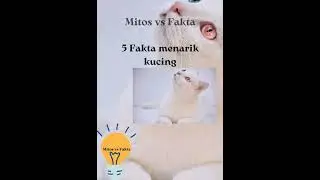 Mitos vs Fakta|5 Fakta menarik kucing