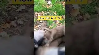 How Old is This ?? #youtubeshorts #metaldetecting #noktalegend #subscribe
