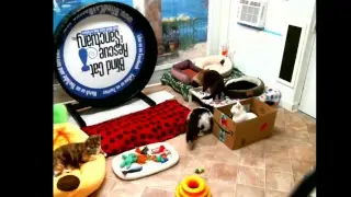 Blind Cat Rescue & Sanctuary, Inc Live Stream