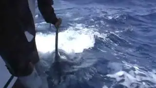 Blue Marlin Cabo Verde Mindelo Maurizio Bongini - Parte 1