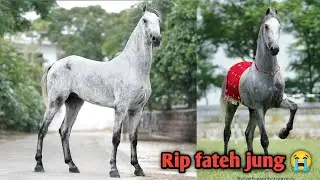 Rip fateh jung 😭