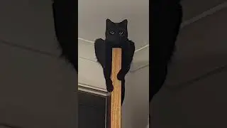 Funny black cats 🤣
