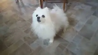 brand new 2016 dog source