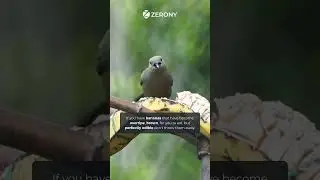 Bird eating banana | Zerony reel