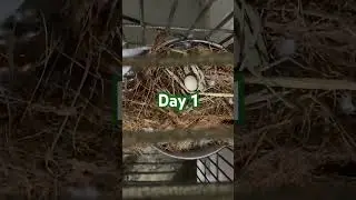 Dove Breeding Progress #dove #shortvideo #trending #egg #day1 #hatching #nature #viral #viralshorts