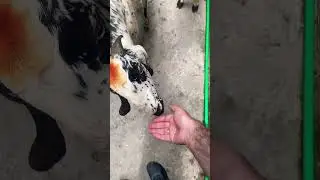 Goat licking my hand 😍😍😍#shorts#viral#creative #goat