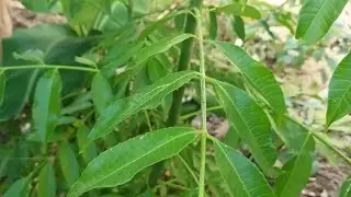 Planting a Goldenapple tree, Jamaica June Plum. Video part A.