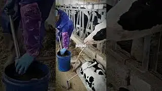 &ldquo;Grass Fed&rdquo; Beef CON Exposed