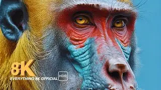 Animal World in EVERYTHING 8K OFFICIAL #animals #8k #monkey #elephant #gorilla #tiger #lion #dog