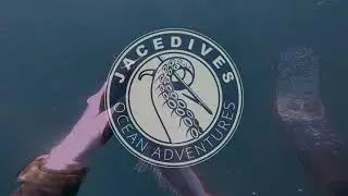 Spearfishing Kahawai aka Australian Salmon