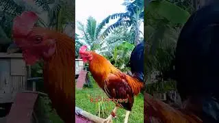 #redgold #kelso #breeding #rgdbackyard 🐓🐓🐓