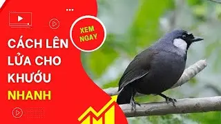 Cách lên lửa cho khướu nhanh