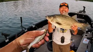 Feeding Shad to Big Wipers (Hybrid Striped Bass) One of My Best Days!
