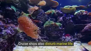 How Dangerous Are Cruiseships for Our Environment #CruiseShips #environment  #OceanPollution #Travel