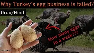 Why Turkey egg business is failed | Benefits of turkey eggs | Nutrition | Business