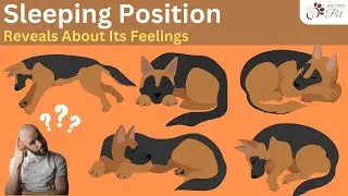 The Hidden Meanings Behind Dog&rsquo;s Sleeping Positions