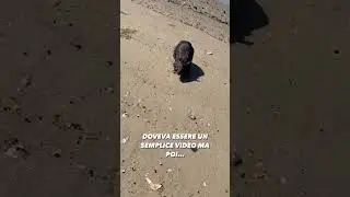 Un grosso e vivace ratto avvistato sulle spiagge pugliesi