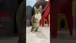 perfect cat🐱🦖 #dinocattutu