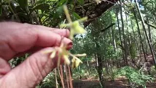 Surviving Florida's Overdevelopment Problem So Far: Green Fly Orchid