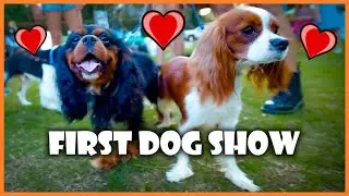 Cavalier Spaniels at their First Dog Show (Not Competing)