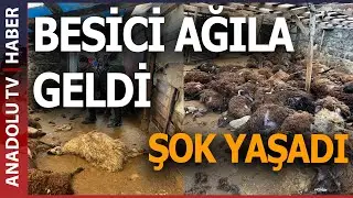 HUNGRY WOLVES KILLED 130 SHEEP.