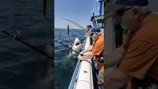 POV: You&rsquo;re on a fishing trip when suddenly a shark attacks your boat#pov #ai #shark #attack #ocean