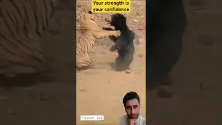 your strength is your confidence #tiger #tigerfight #lion #wildlife #animals #cute #animal #autom