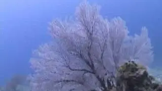 Sea fans and soft corals