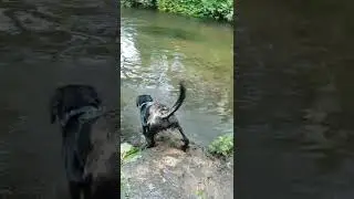 Brave labrador puppy saves stick from drowning!