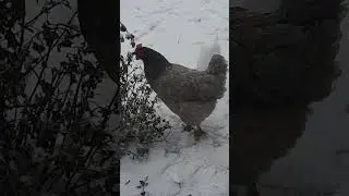 Упс! А где травка?  ❄❄❄☃️ #chicken #snow #walk #курочки #снег #прогулка