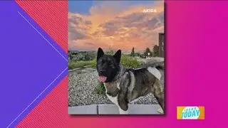 Pet Pics: Dogs like sunsets too