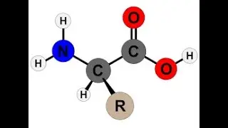 BC302-Amino Acids-01