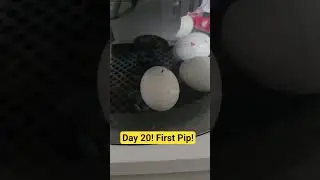 First Signs Of Hatching Chicks! Day 20 #chicken #fun #egg #live #baby #amazing #life