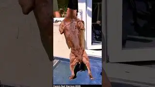 Muscular Pitbull Dog Hulk Dog hulk Pitbull barcroft Animals #youtubeshorts #ytshorts #shorts #dog
