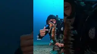 The Seahorse selfie... #paditv #padigoprospecialty #goproph #padi #alonadivers