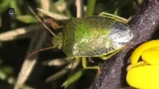 PUNAISE des Gen&ecirc;ts/Piezodorus lituratus ! BRUITX