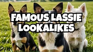 3 Famous Dogs You Won't Believe Are Similar To Lassie
