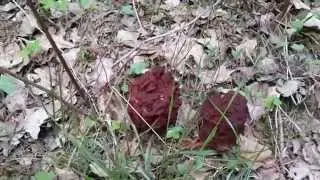 Строчки 2014