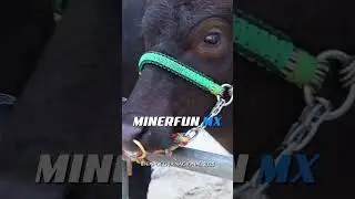 Minerfun MX lo mejor para llevar tus reba&ntilde;os al maximo nivel de nuestros aliados de Medientregas